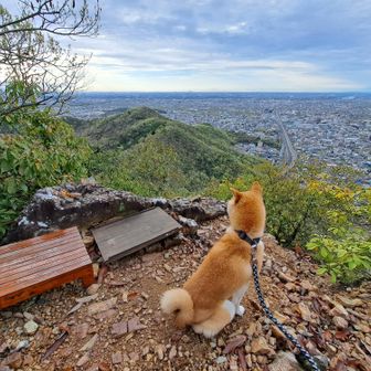 私の勝手な思いですが、
犬も名残音に聞き惚れているみたいに見えました🐶