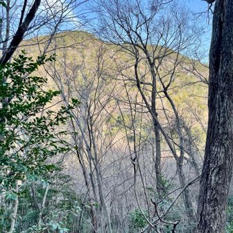 芥見権現山
ずっと下まで降りて登り返す…😫