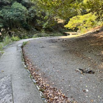 ちょいとコンクリの上で横になって休憩どす