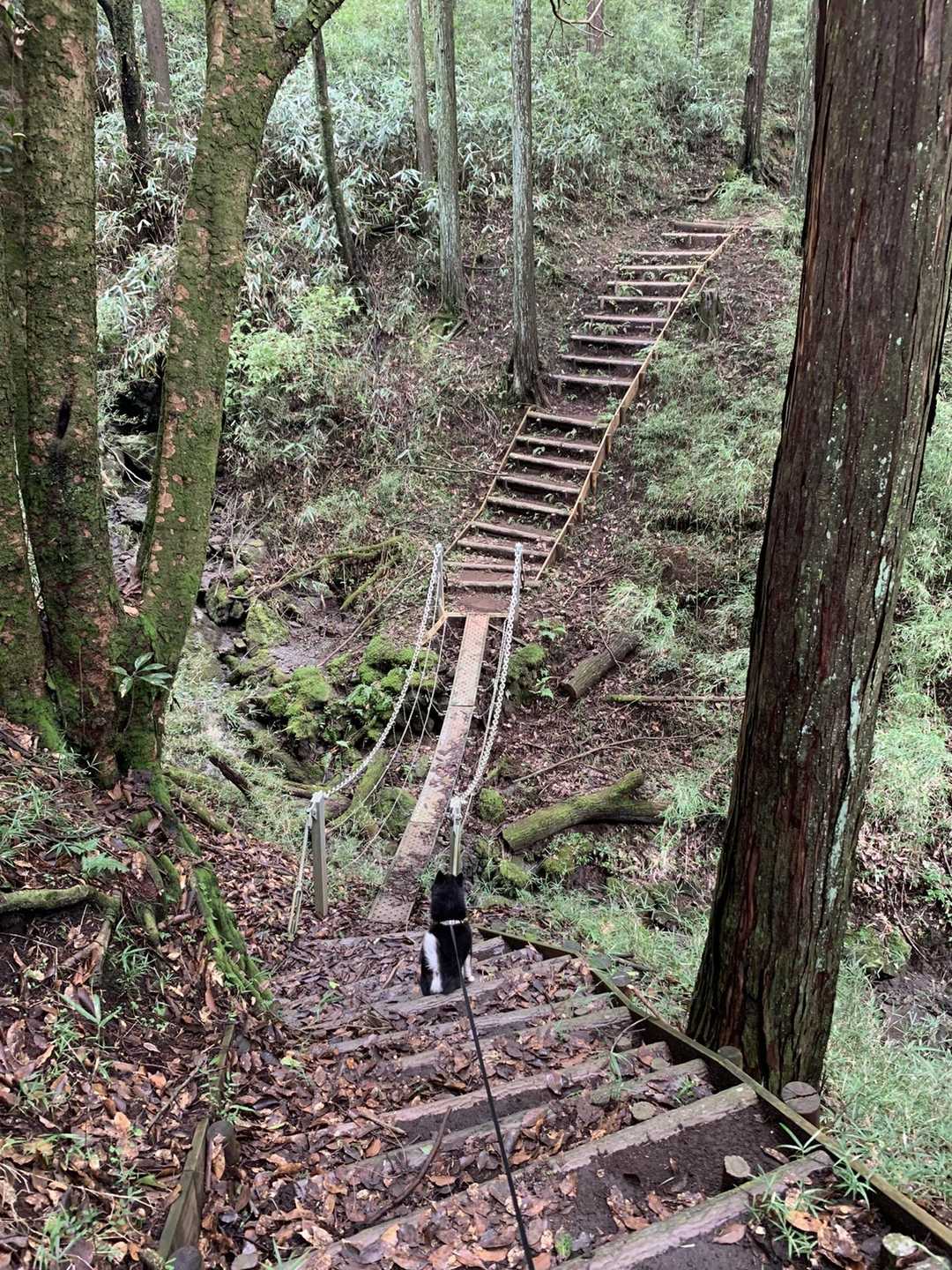 吊り橋
まだテンション上がってないシャツは抱っこしてモード