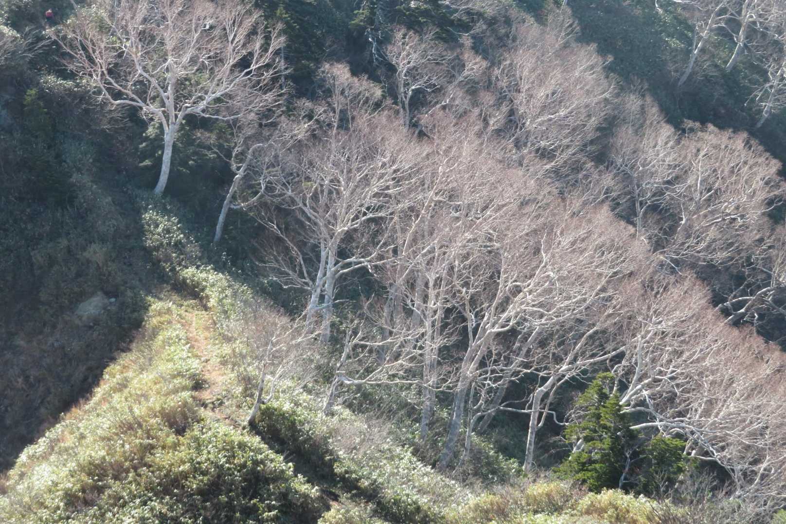 ダケカンバ？
