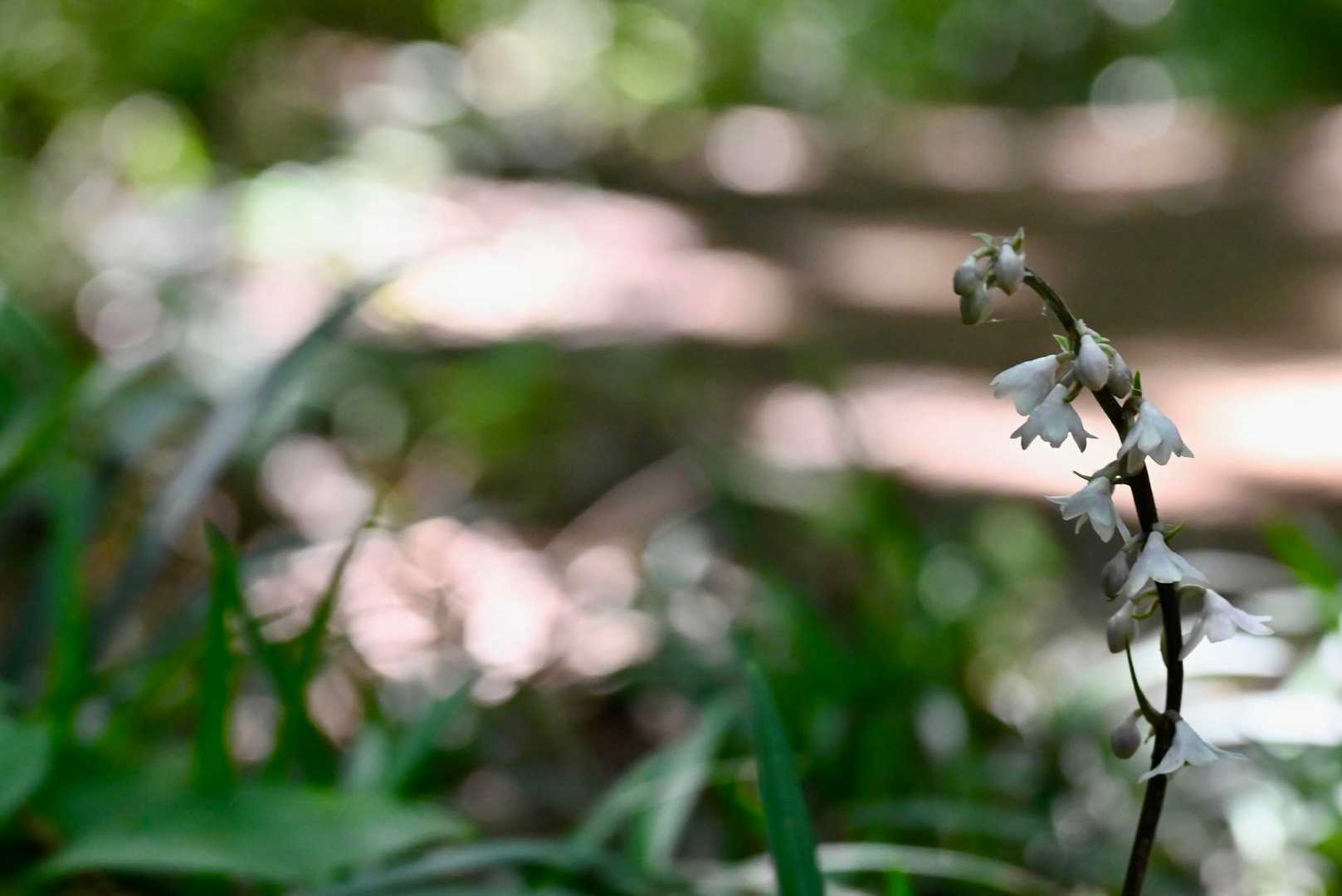 筑波山連山の北に位置する雨引山

蒸し暑い雑木林の中で汗と格闘していた

関東ふれあいの道

それは短時間でも急登や階段がある手強い道でもある