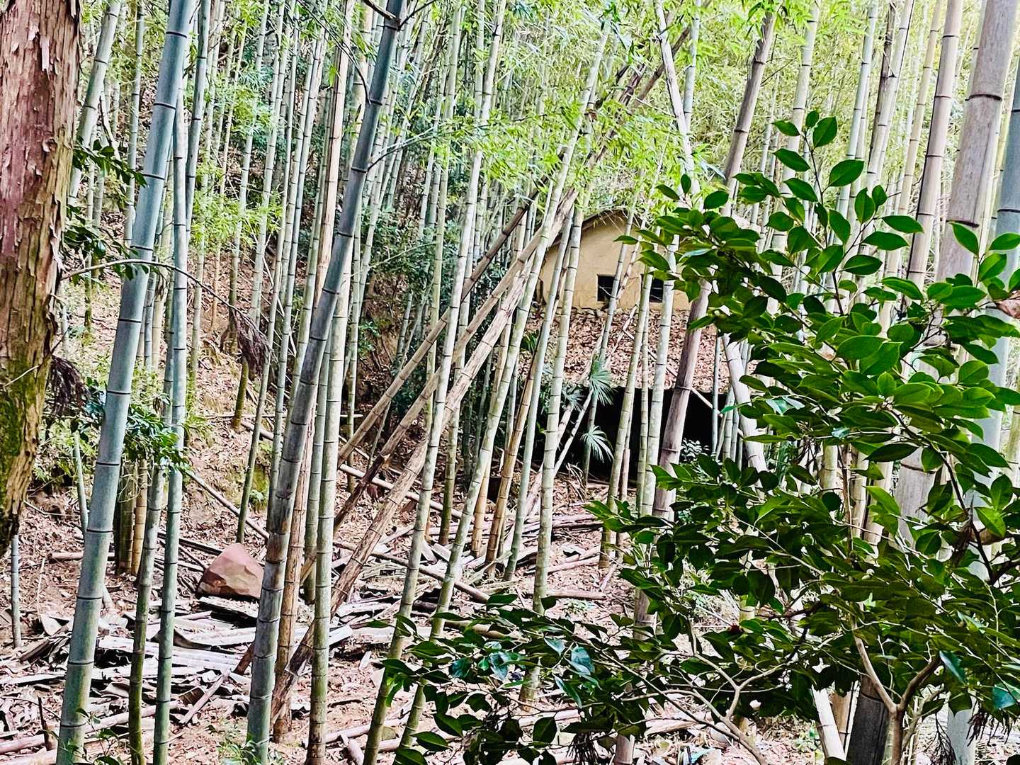 廃屋群出現

昔はココにも集落があったなんて、当時はどんな生活があったんだろうなー🤔