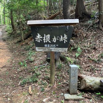 高湿度の中を歩いてます。