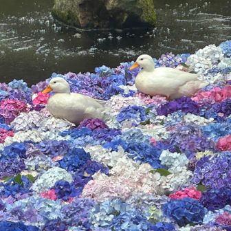 雨引観音に戻ると、水中華の紫陽花の上にアヒルが乗り休んでいた