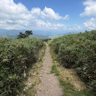 熊笹が生い茂る登山道を下山中💨💨💨