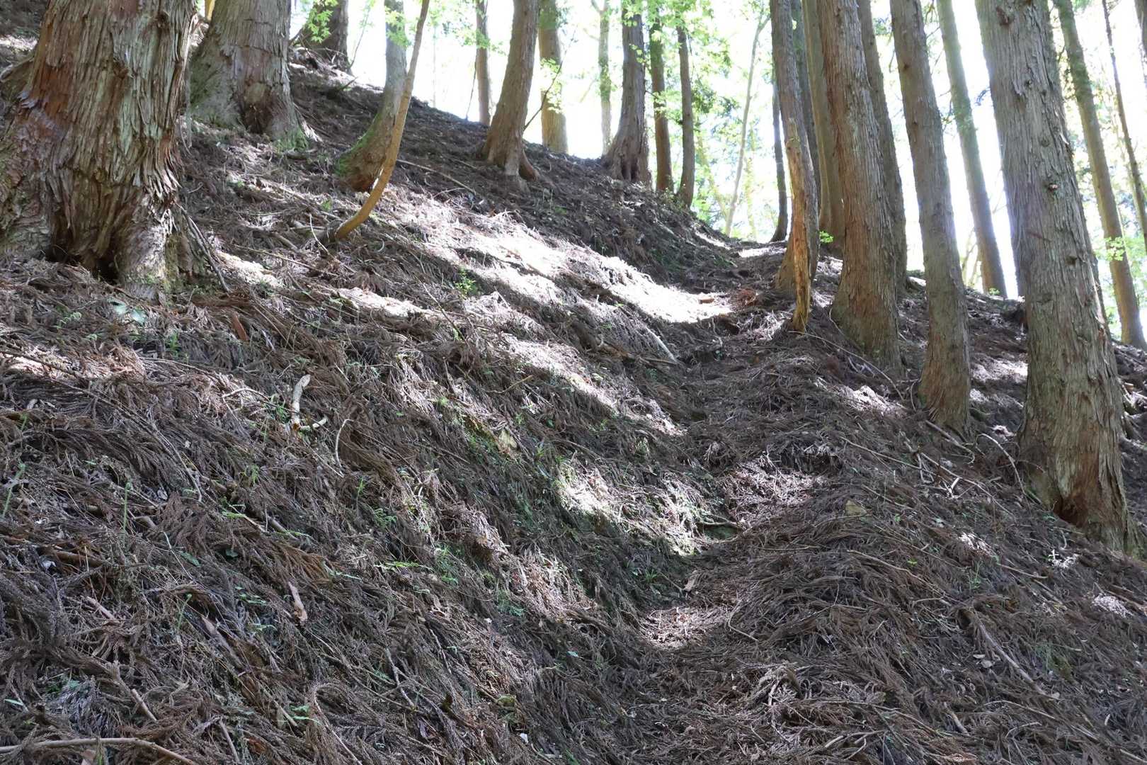 右側に踏み跡見つけて斜めに尾根へ🚶
尾根からは急登です😅