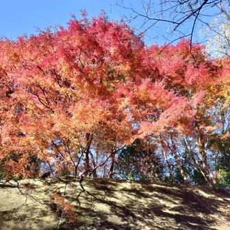 下から見上げてもすごい