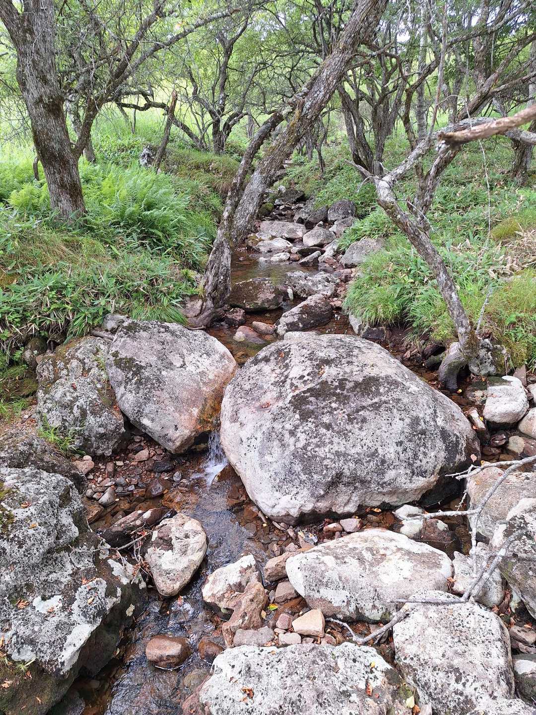 八島湿原バス停-八島湿原入口-霧ヶ峰湿原植物群落-男女倉山 周回コースの写真