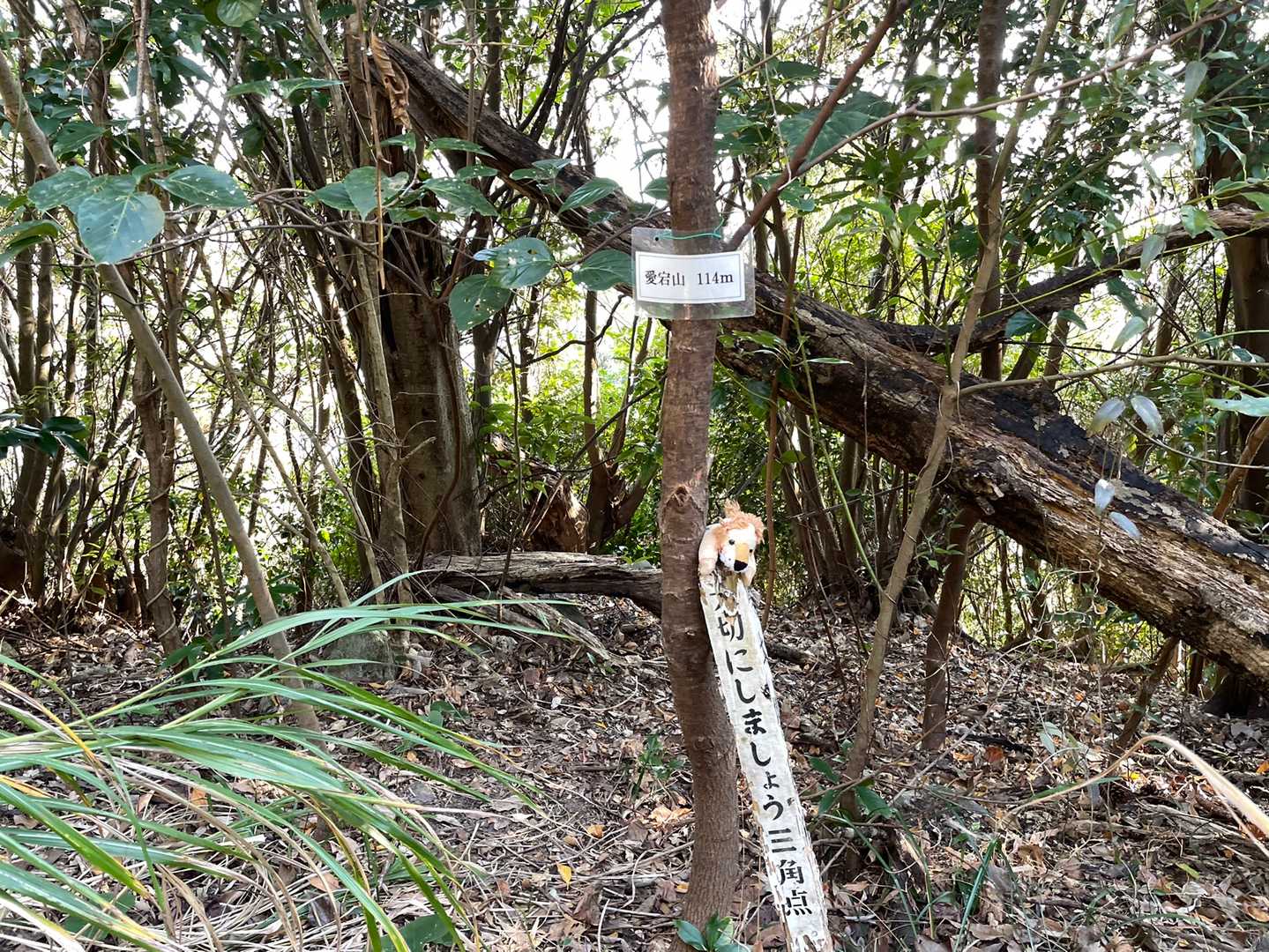 プレートが括りつけてある木に立てかけてみました😅