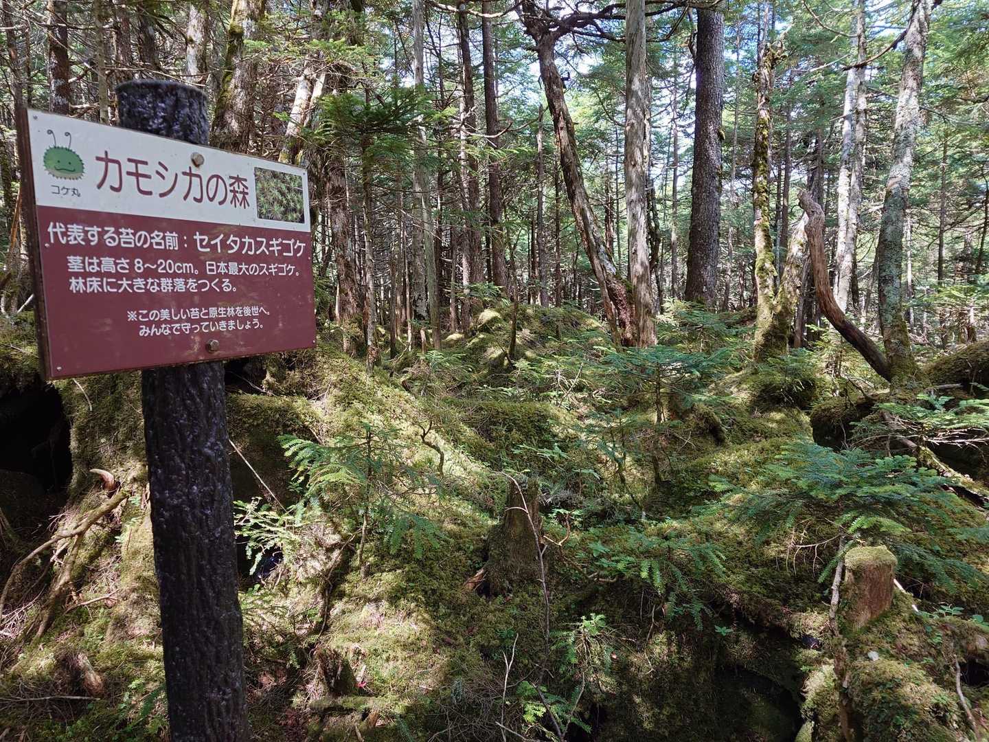 登りで痛めた足をさらに下りで捻ってしまった😰ﾄﾎﾎ