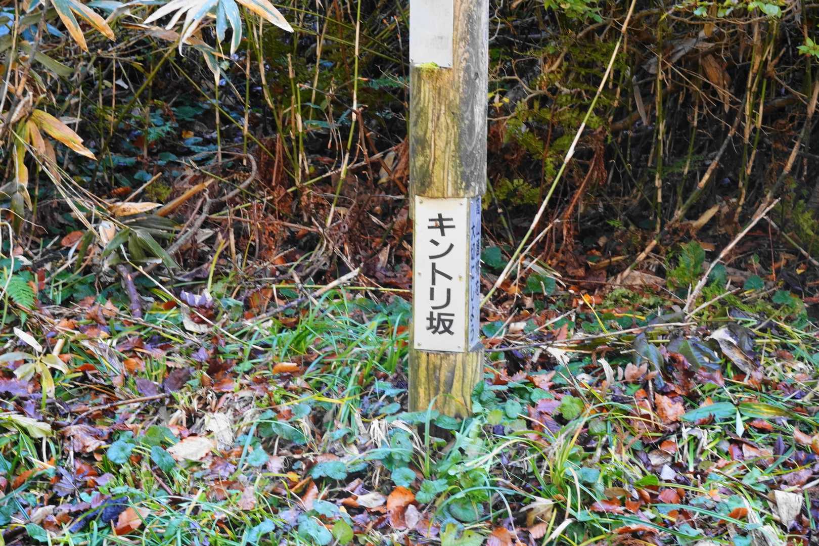 進んで行くとキントリ坂の分岐、最近此処から登る人も多いようです、先週も登った人と話ができました、入口は藪が多いけどすぐに刈り払いした登山道があり歩き安いとか、急登だけど以外と安全に登れるようです、でも下りは気を付けた方が良いとか、でも自分は登りません、取らせそう（笑）