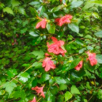 二度咲き 夢咲き 狂い咲き?
季節でないのに花が咲く♫