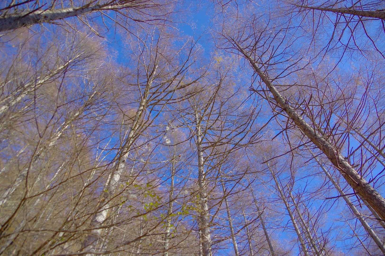 すっかり落葉。空が良く見えます♪