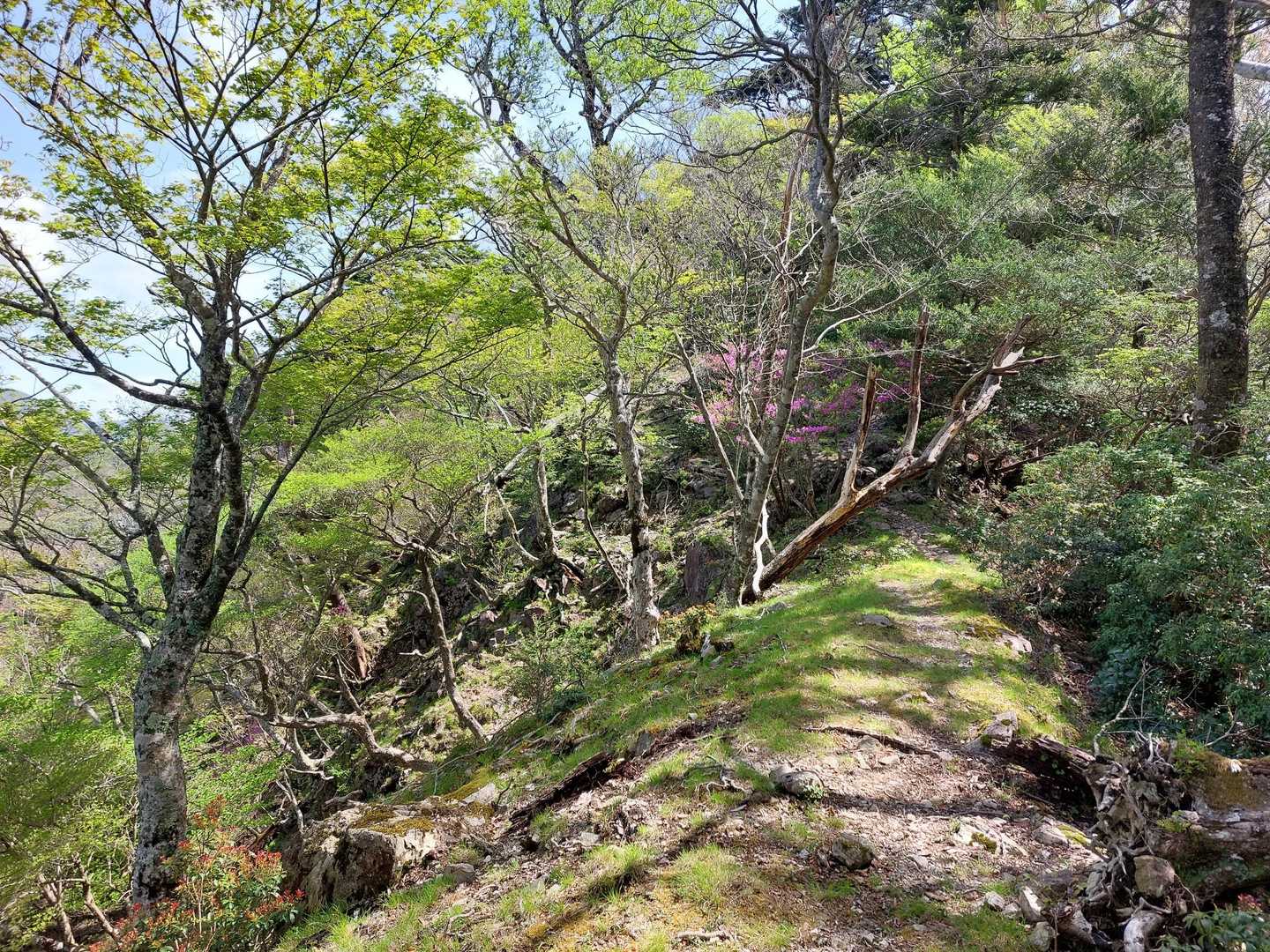 この辺りから山の雰囲気がガラッと変わって