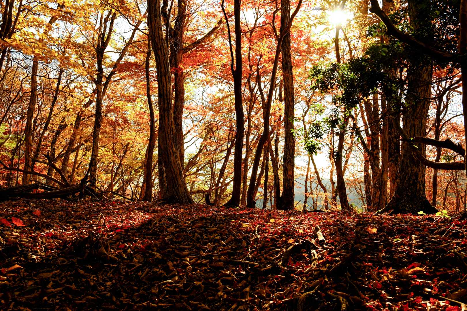 このあたりもまだ紅葉が綺麗でしたよ🍁