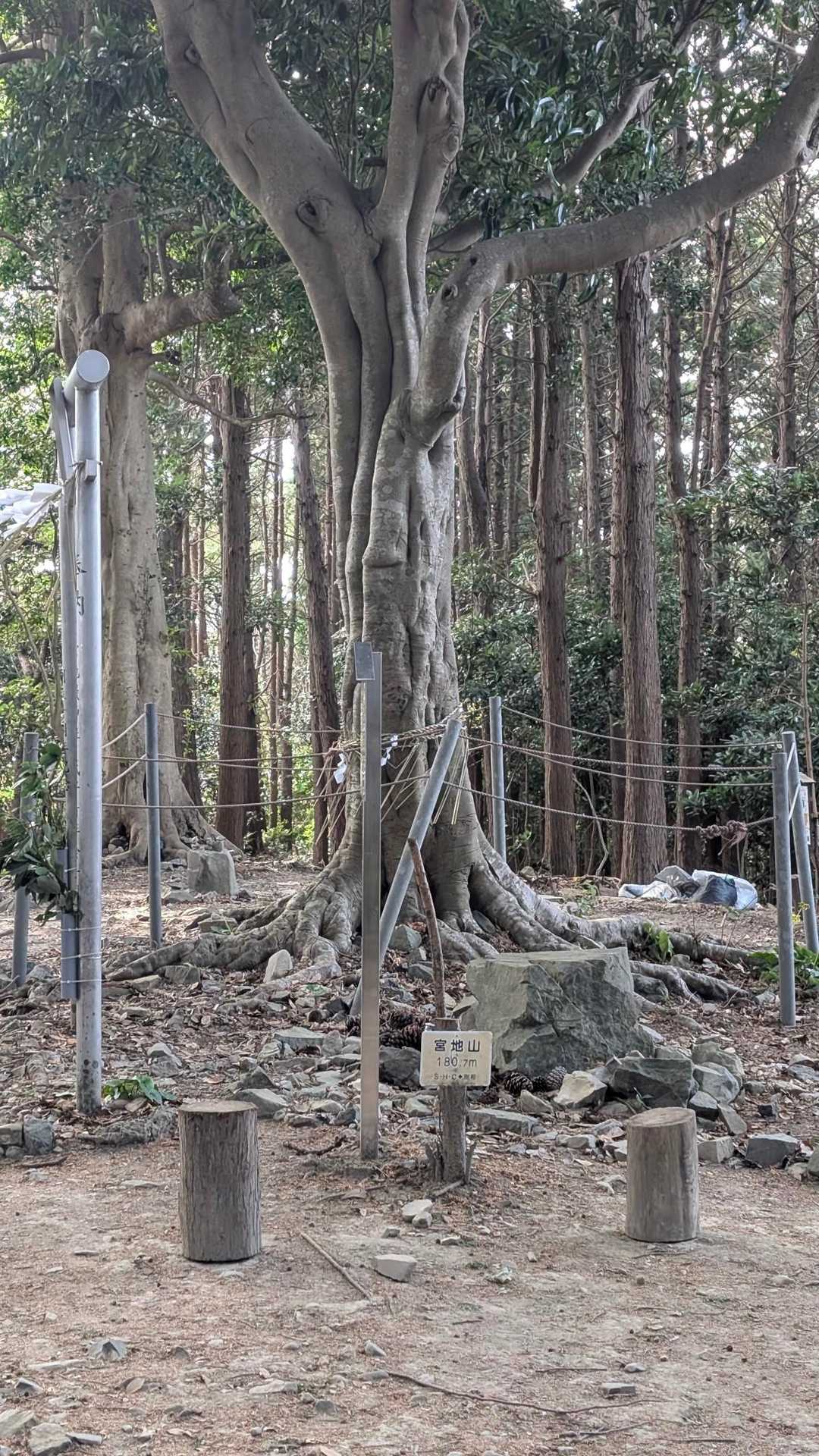 御神木