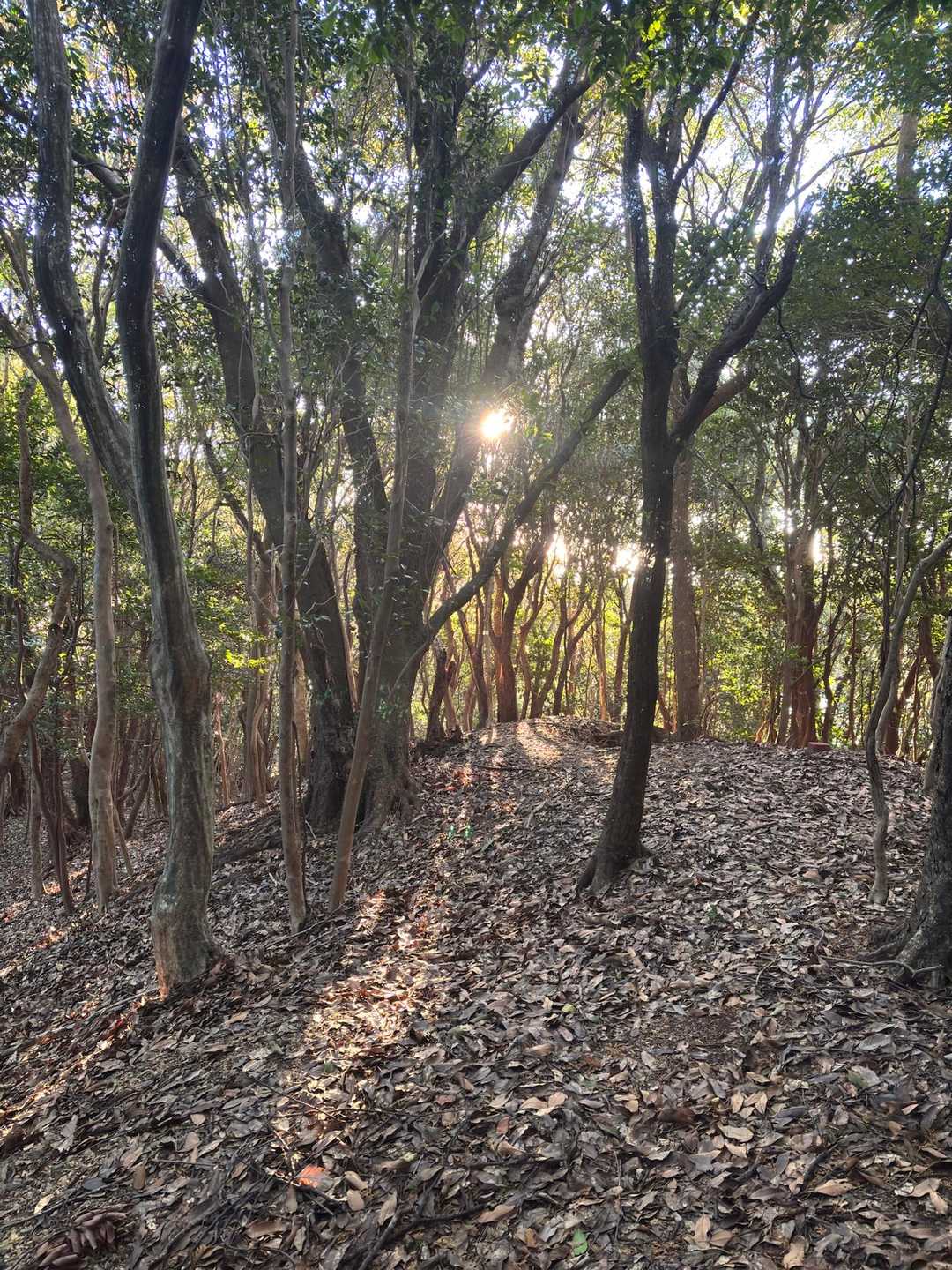 ひたすら登ります🚶‍♂️