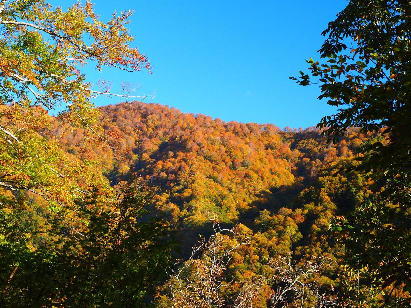 それにしても チラ見えする付近の山々も
素晴らしい紅葉🍁
