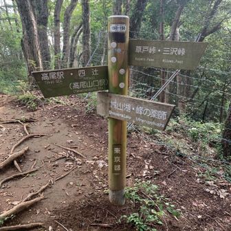 八方台先の分岐からは、歩きやすい山道が続いて、まるで高速道路のようでした