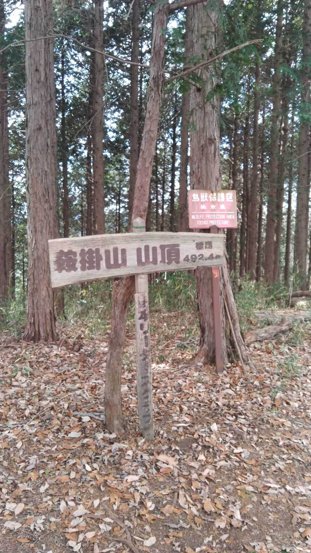 鞍掛山 往復コースの写真