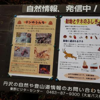 テンってデカイよね。野性のにはあったことないけど