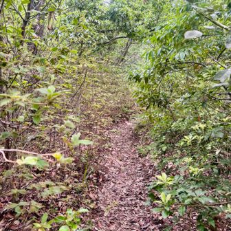小枝をおともに行かねばトラップに引っかかってしまう。なかなかの道であった。
金華山の方は、早朝でもかなりの人々が登ってたからトラップはすでになかったけど、たぶん今日、岩戸山における初の山歩きは私なのでは？　ずいぶんやられたのだ。