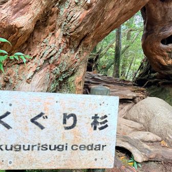 くぐり杉