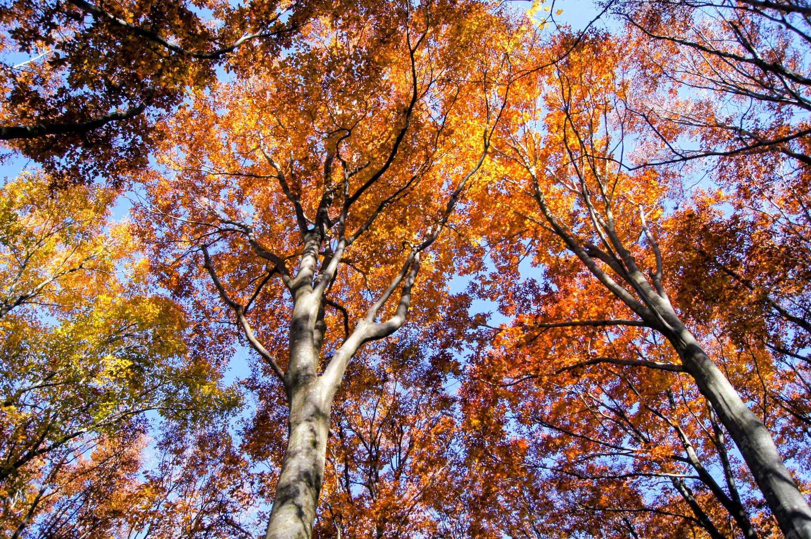 牛岳二本杉ルートの紅葉⑥🍁✨️