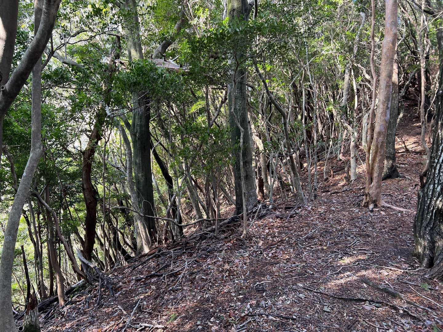 綺麗な道で長者ヶ峰へ