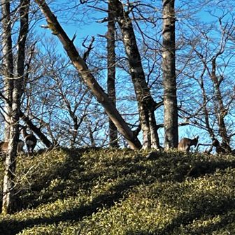 🫎鹿が戯れていた