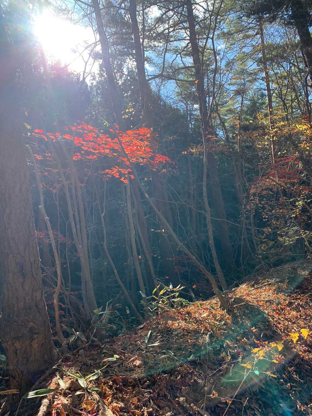 国見山登山口-国見山-山の神 周回コースの写真