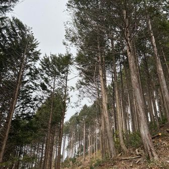 モヒカンちっく👶