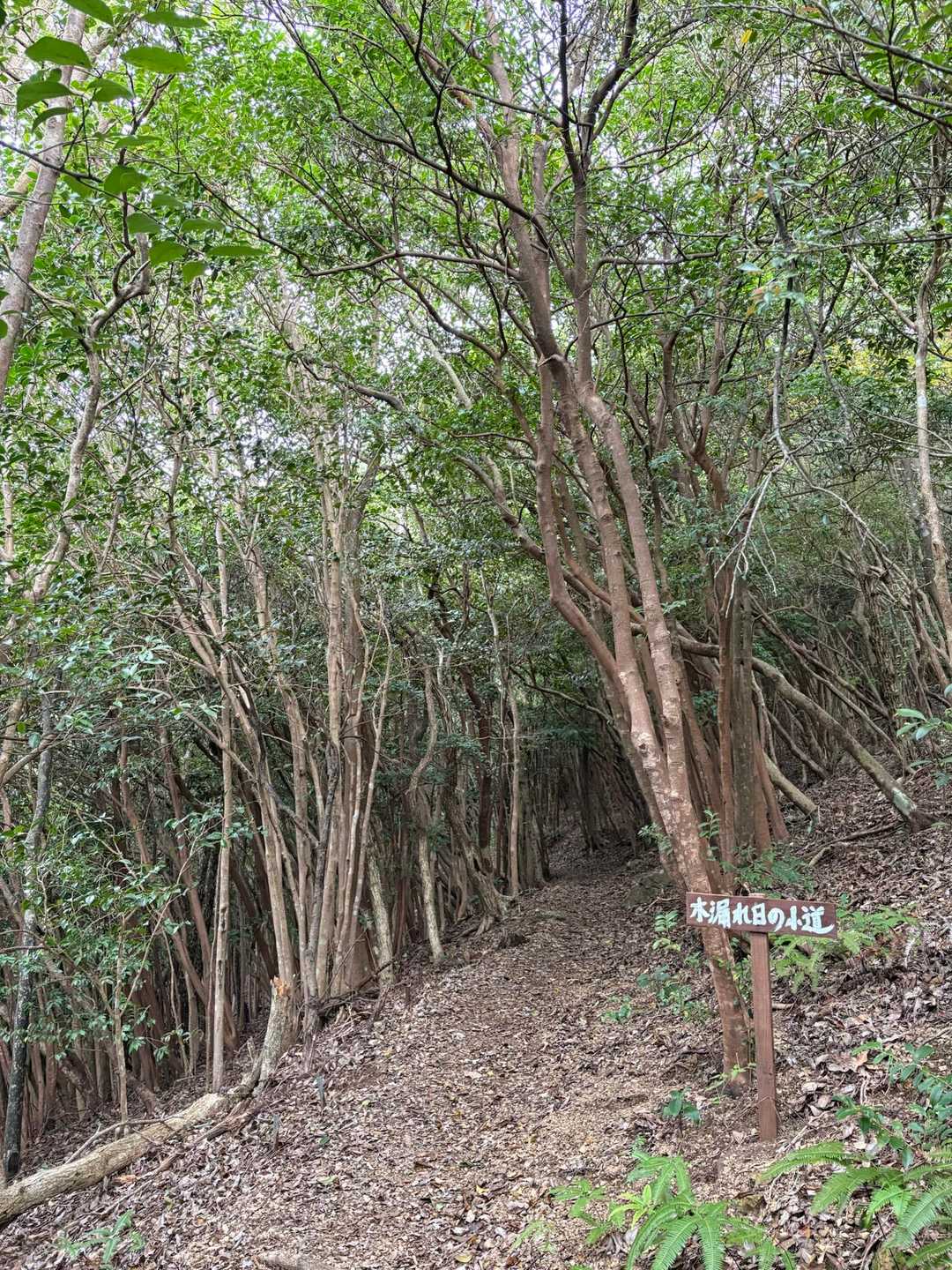 木漏れ日の小道　あせびのトンネル?
