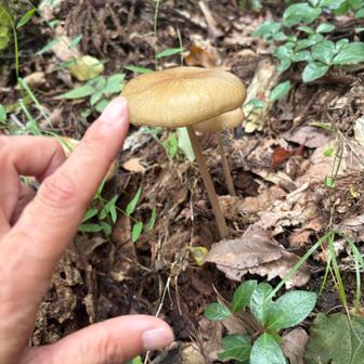 柄が細いのにこの長さ　折れないの不思議
