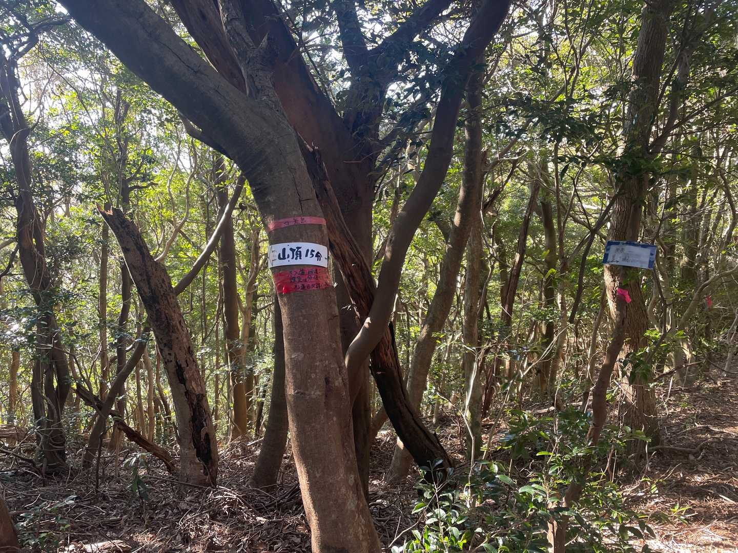 城山-矢岳 周回コースの写真