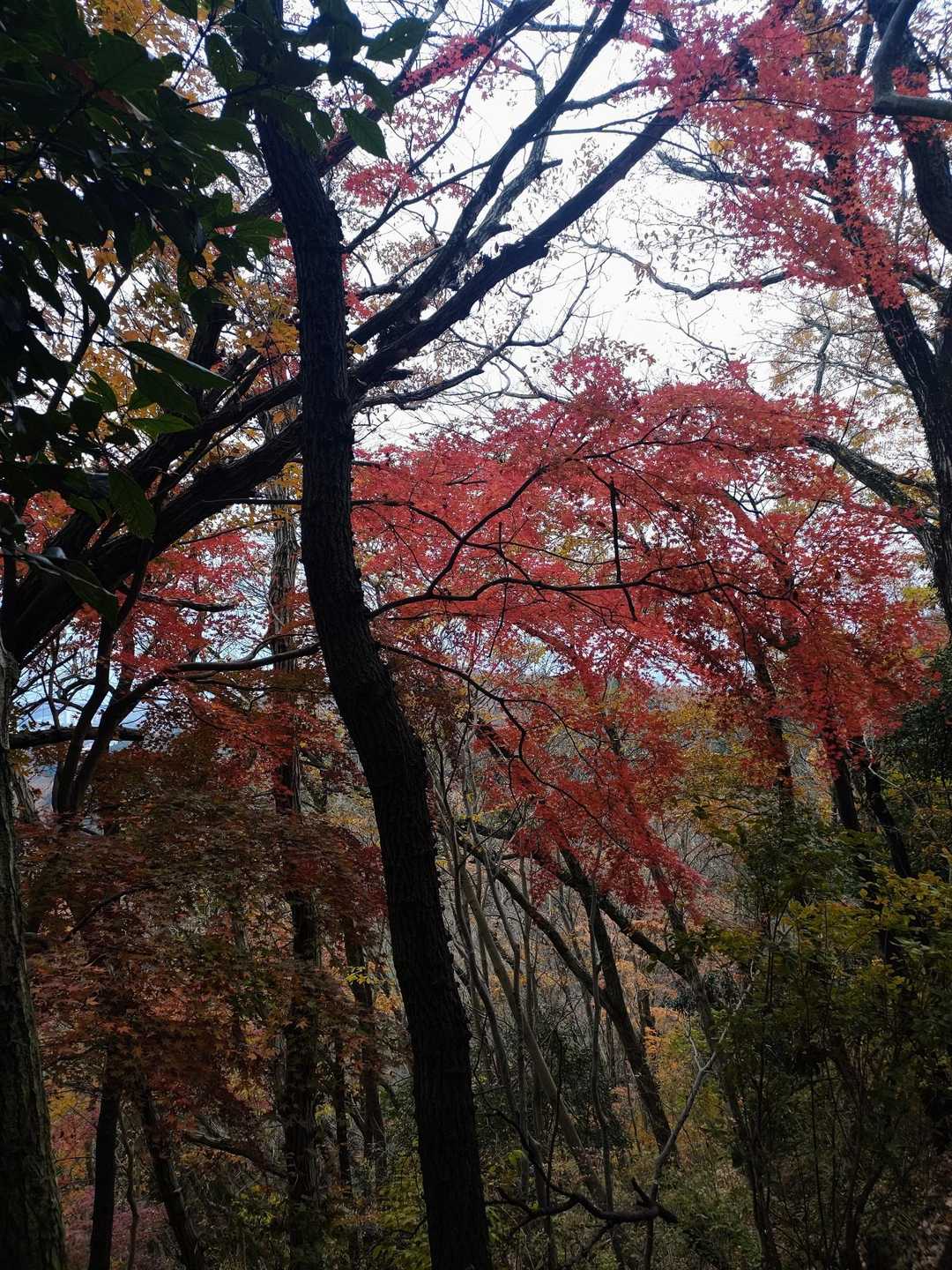 順礼峠-むじな坂峠-白山 往復コースの写真