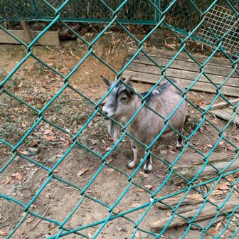 今日は誰もいなかったため、ゆっくりヤギさんを撮影📷