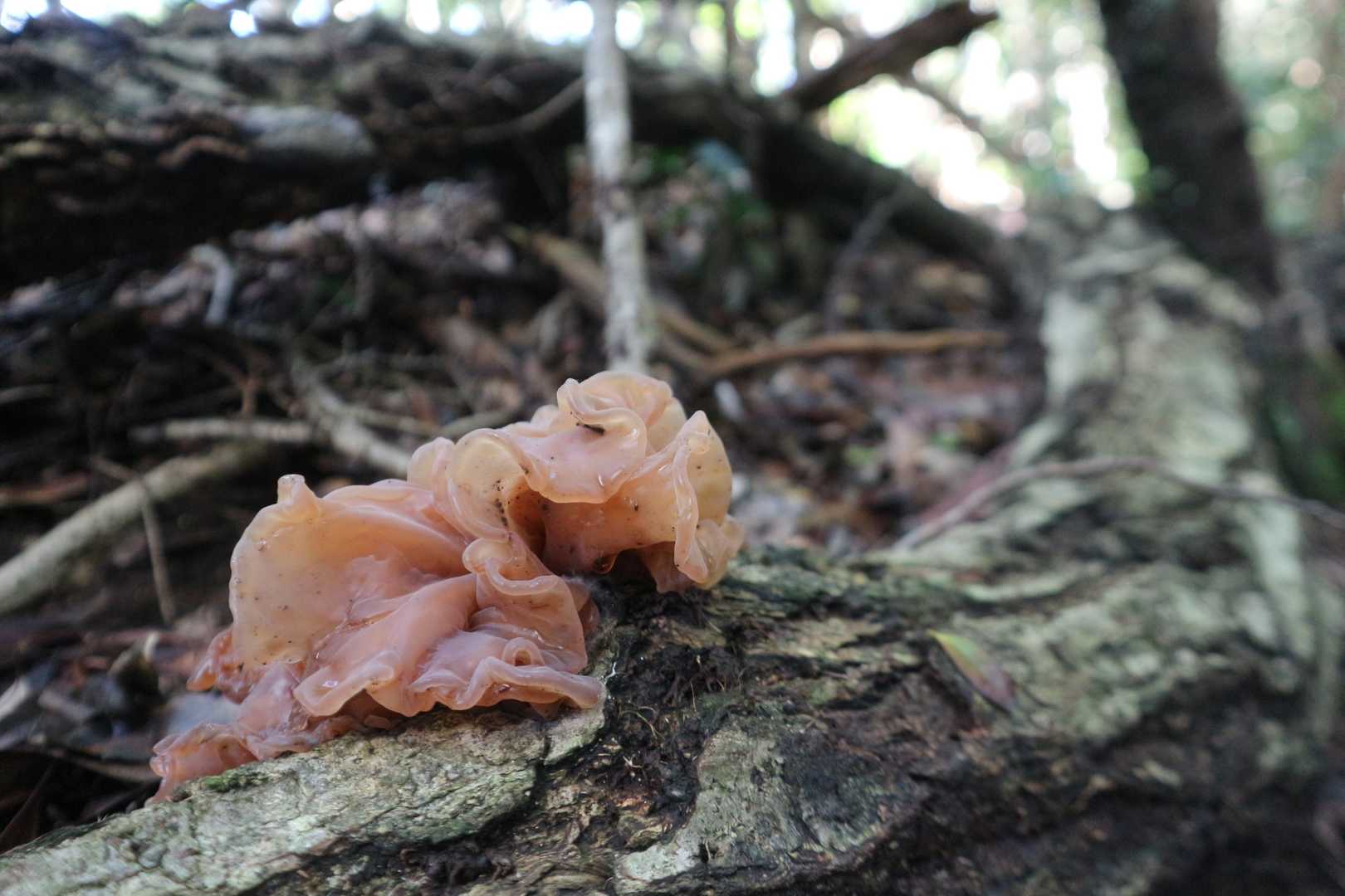 ハナビラニカワタケと出ました⁉️雨上がりはゼラチン質になるそうな😲
これは食べれます😁