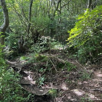 この後野岳へ。最後の直登は道が不明瞭。山頂わからず。