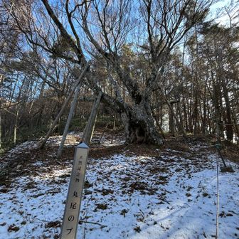 天然記念物丸尾のブナ