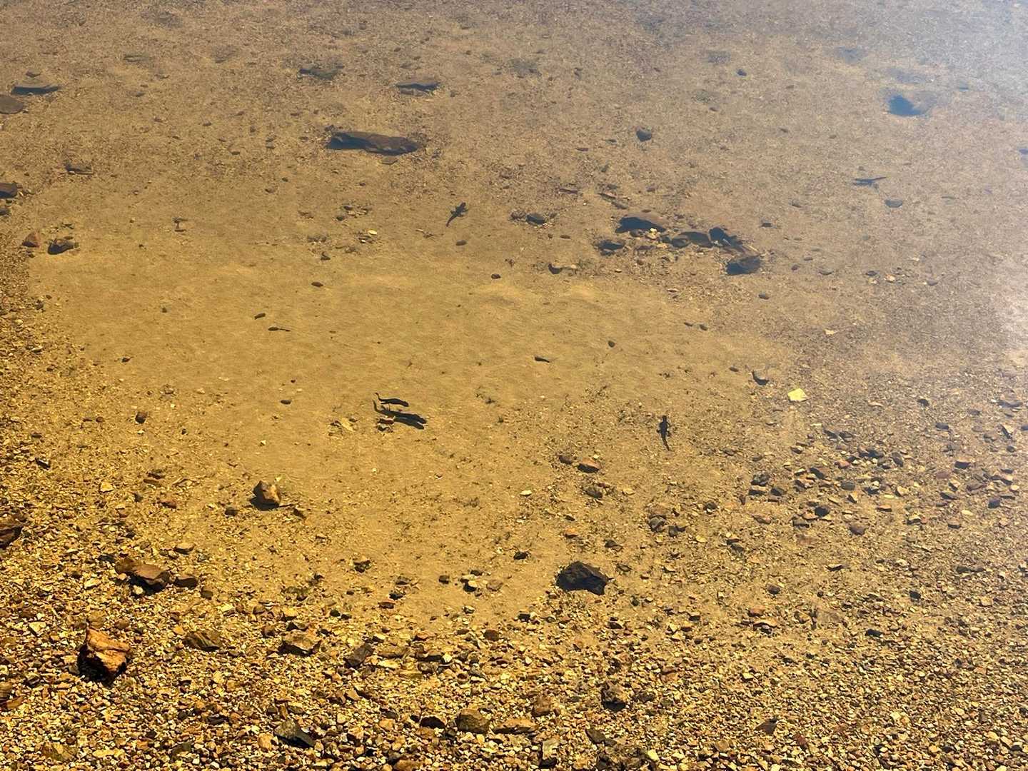 山椒魚かな🤔