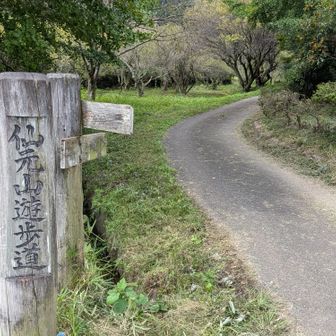 仙元山遊歩道の入り口
この先、山道になります。
