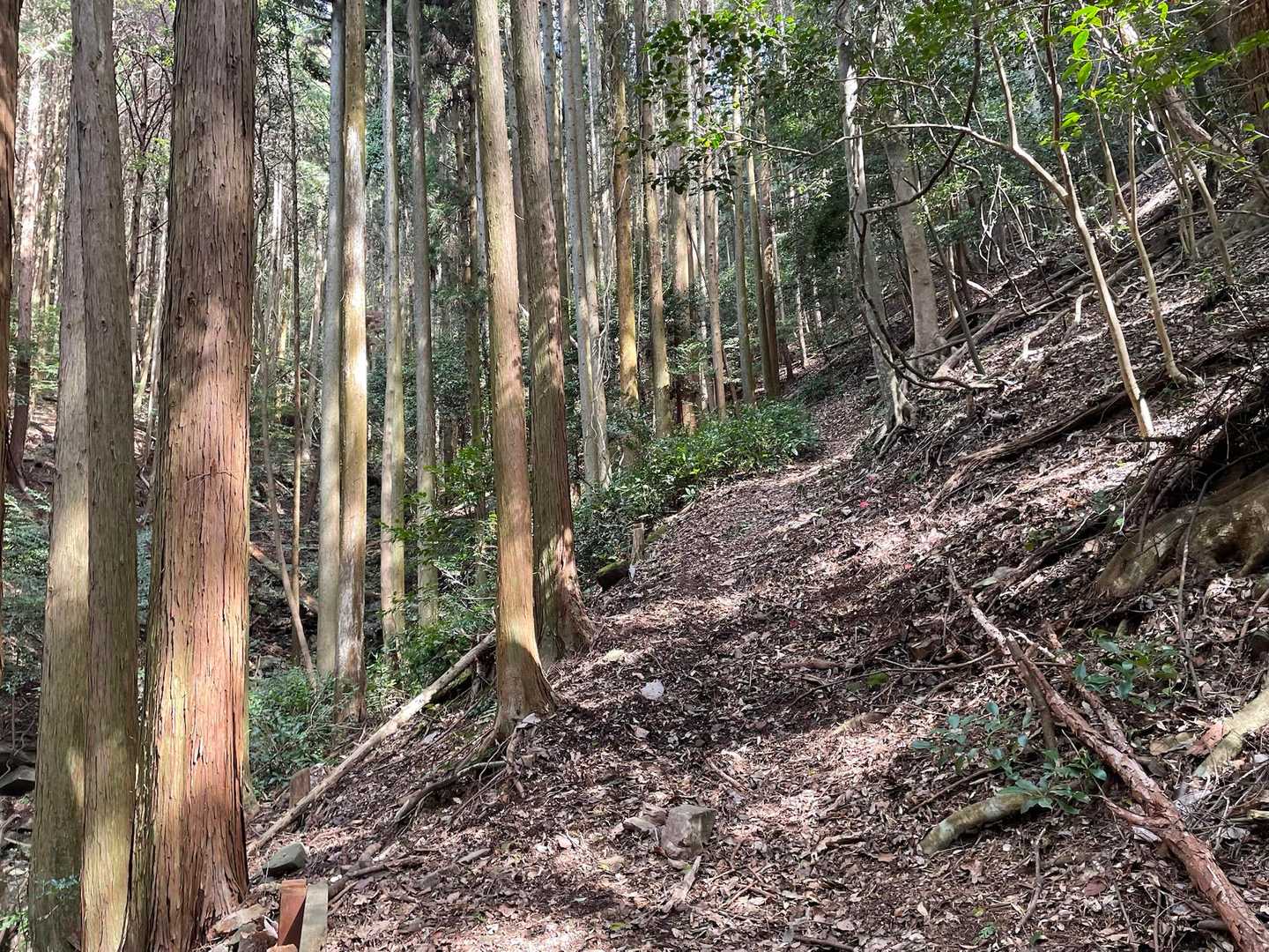 こんな道登っていきます