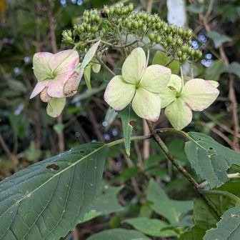 ❀装飾花（ガクが変化したもの）と結実した果実（さく果）の部分、可愛い💕