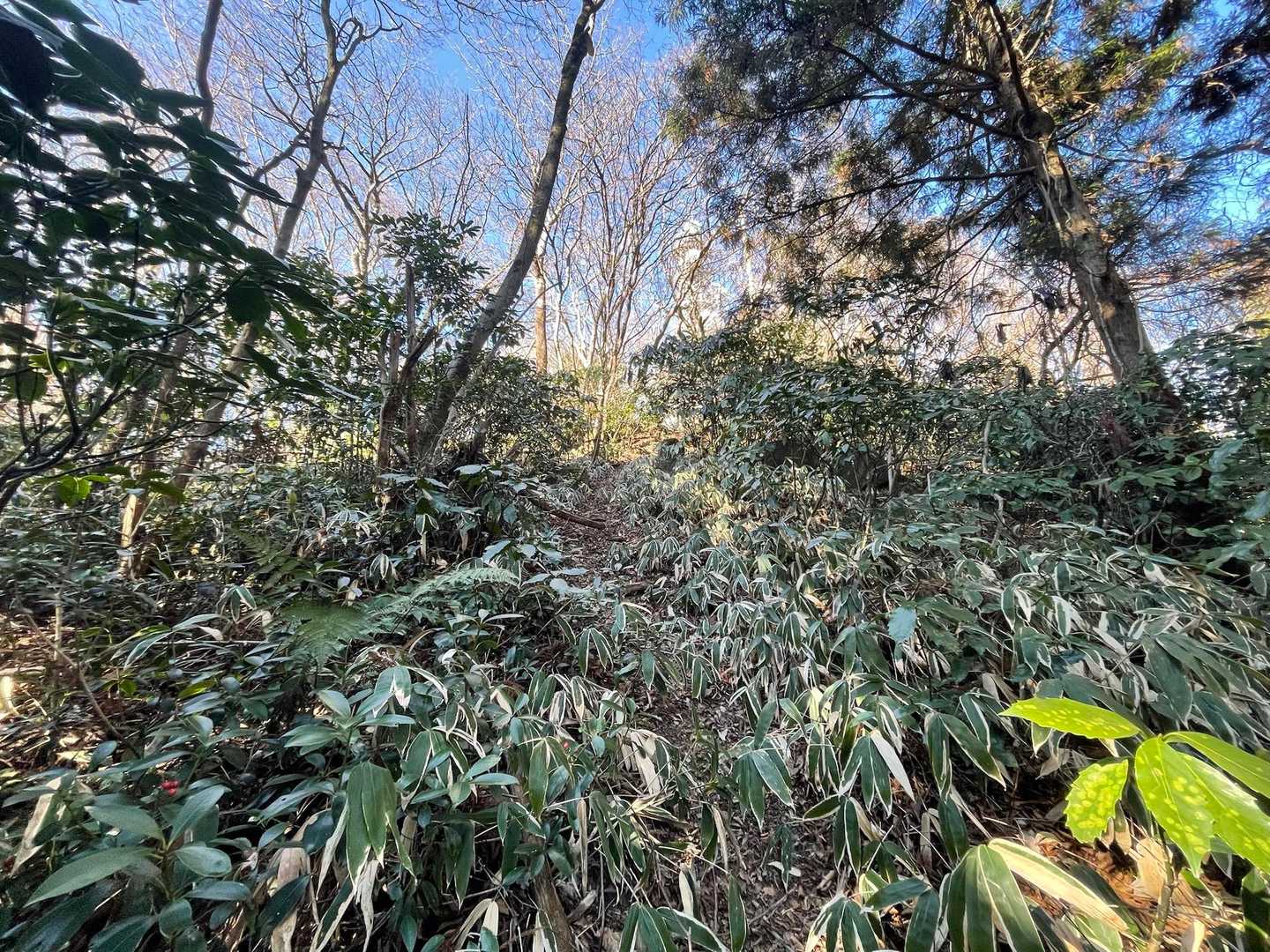 林道進んで、ここショートカットてきるのかな〜と行ってみたら行けた😊