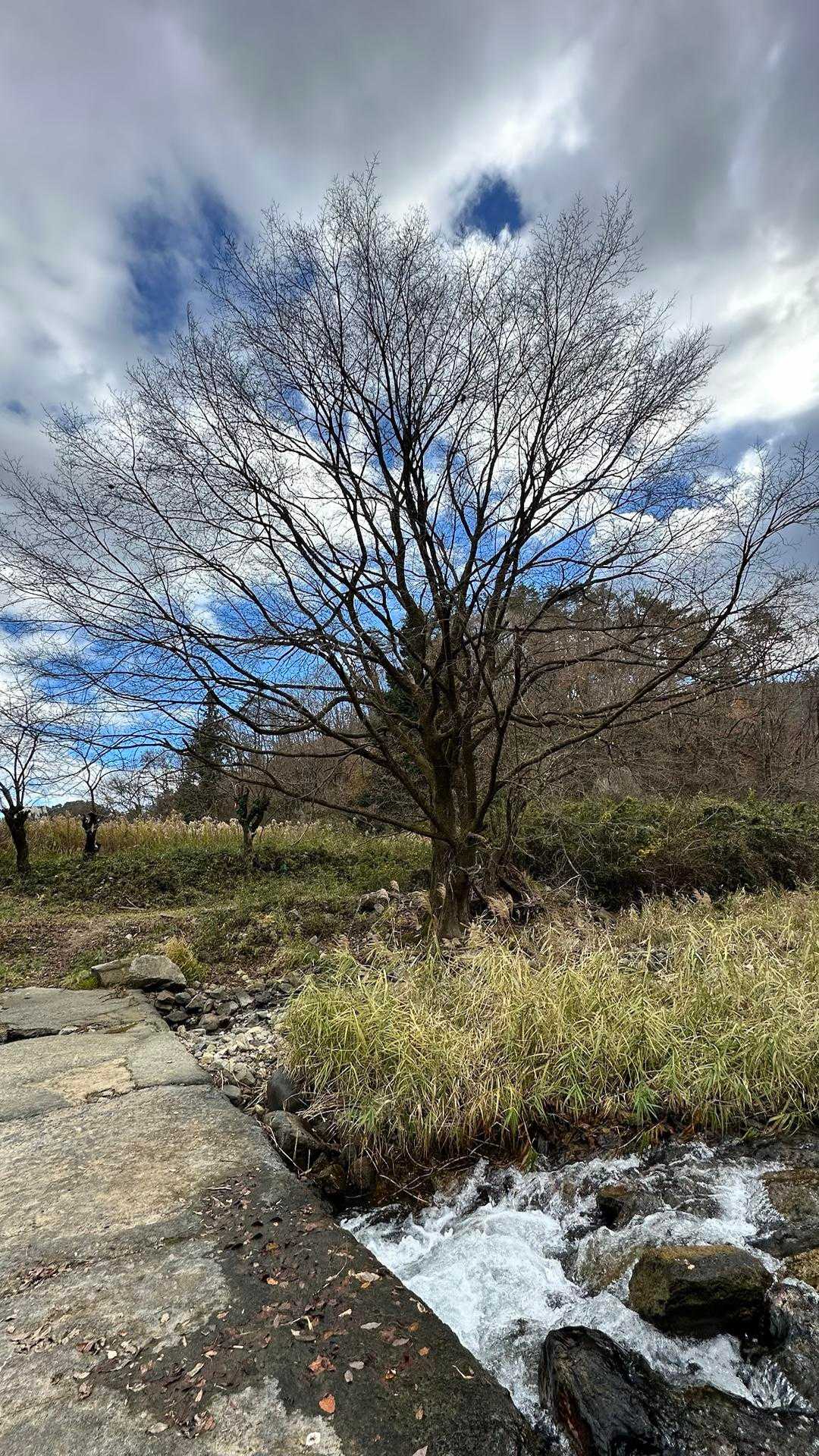 岩岳 往復コースの写真