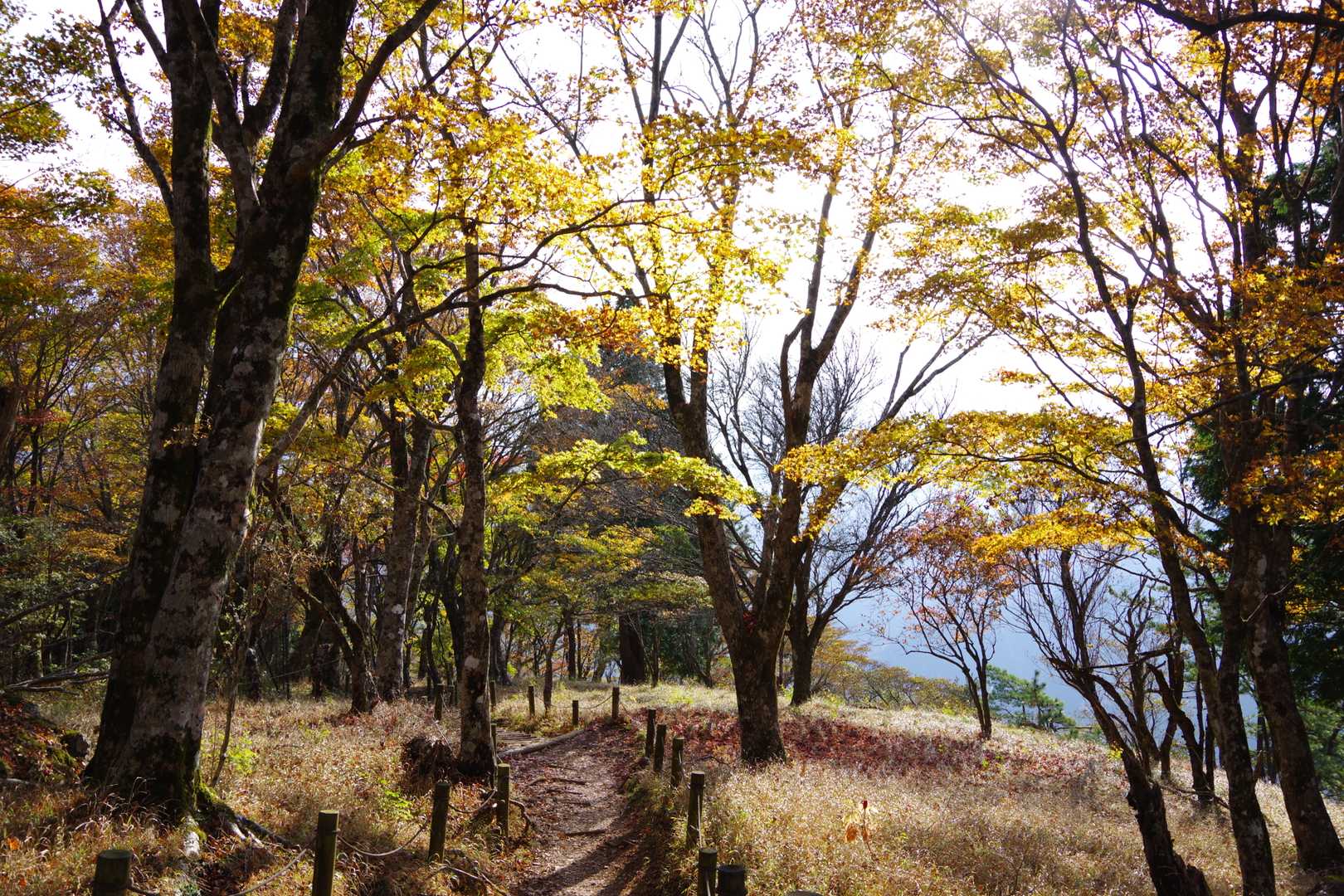 大倉バス停-堀山-塔ノ岳-日高-竜ヶ馬場-丹沢山-小丸-鍋 周回コースの写真