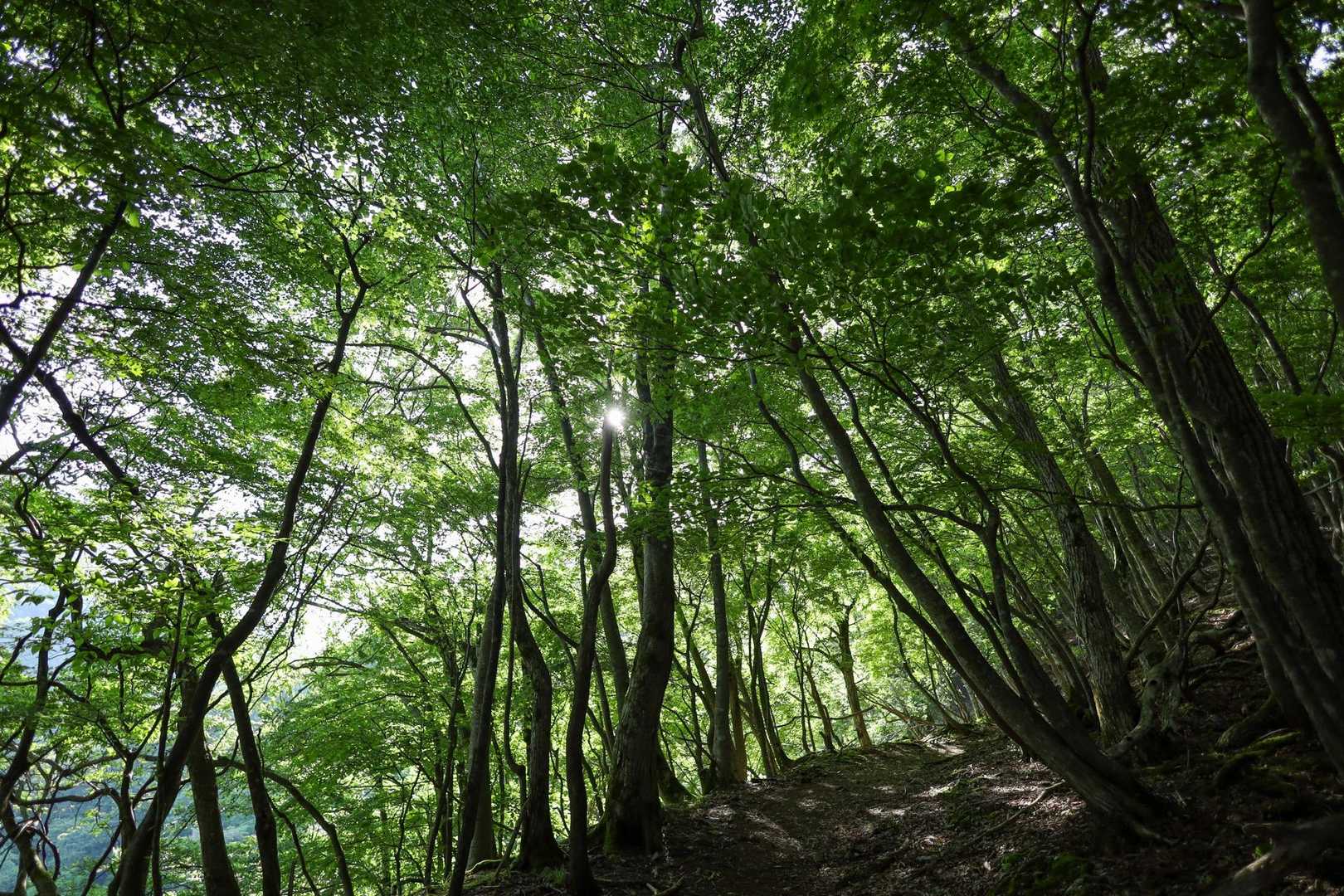 霊仙山周回 | 異世界へ誘うカルストの稜線。清流のせせらぎと琵琶湖を見晴らす山旅の写真