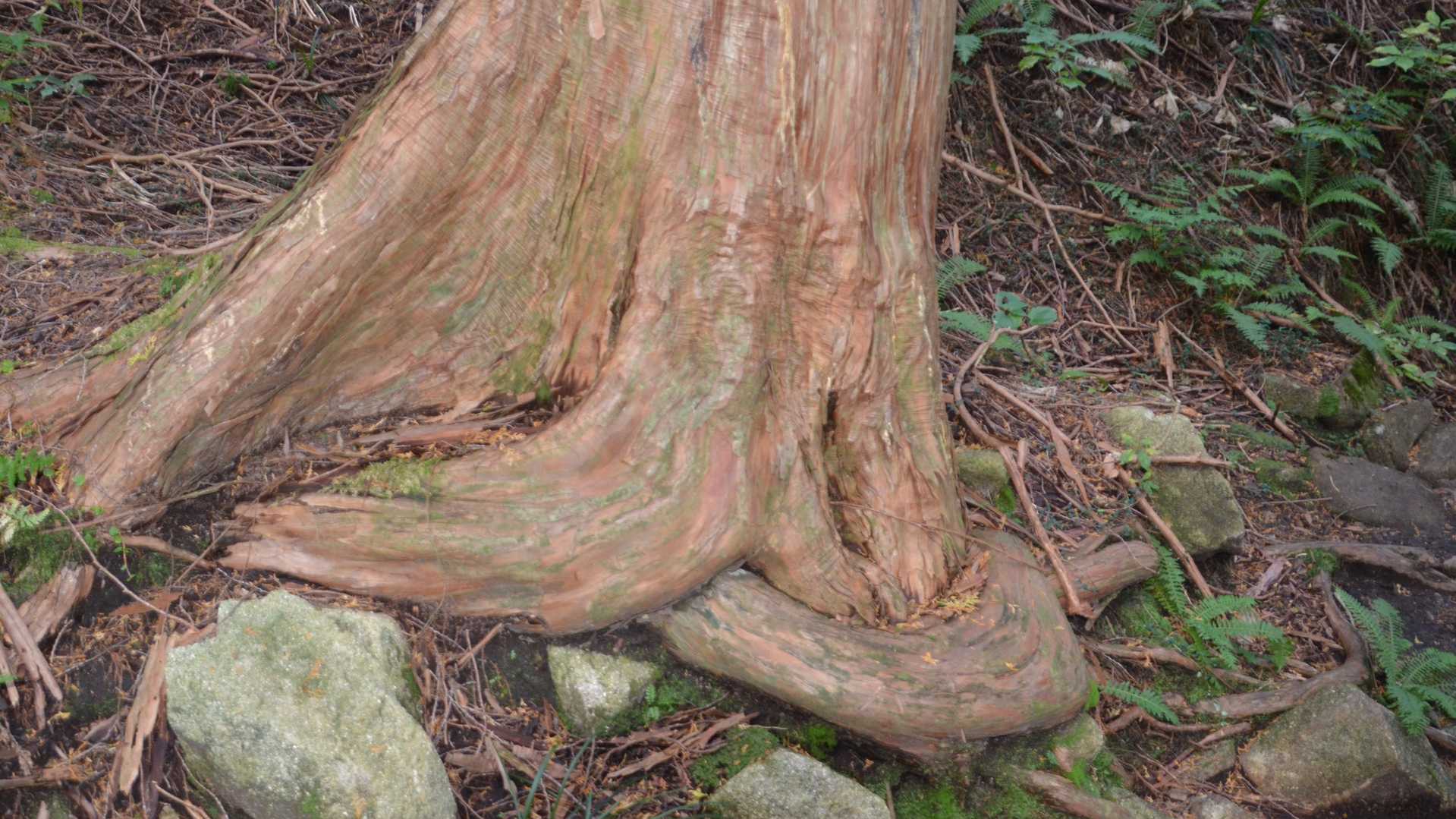 この根，
根回しの根！